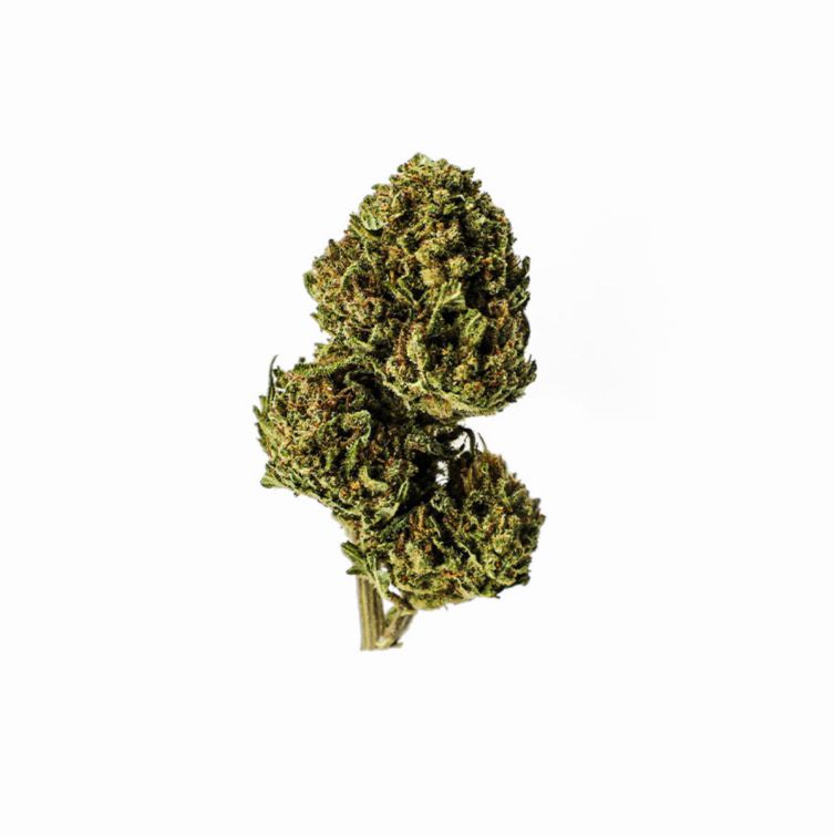 Gelato