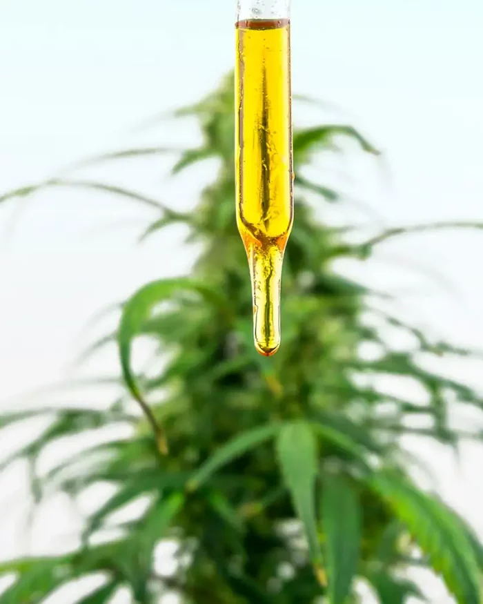 Cbd Oil