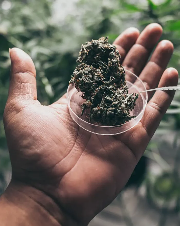 Weed